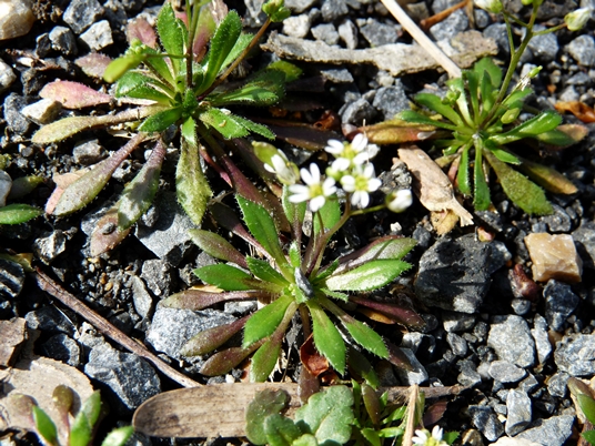 {Draba verna}